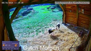 2024 10 08 Storchenparadies Kozubszczyzna, Badetag ist Heute 😊 😊 😊 😊, Guten Morgen