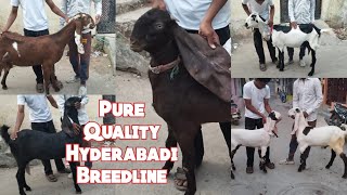 Pure Quality Hyderabadi Bakriya | Gulabi Bakriya | CharanGutta Hyderabad