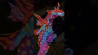 Colorful Nudibranch:  Marine Mollusk Beauty