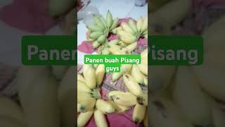 Panen Buah Pisang Guyyys