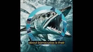 Lords of the Deep: Unraveling the Mysteries of Barracudas🌊🦈#nature #animals #pets #wildlife #share