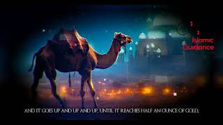 The Emotional Story Of Jabir R, the Miraculous Camel