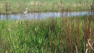 GeographyShorts, EP1: Importance of Wetlands.