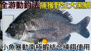 磯釣 全游動釣法 再次拿下40UP大黑牛