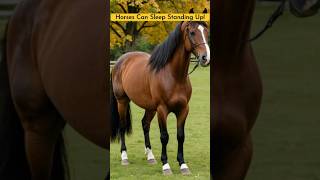 Amazing Facts | Horses Can Sleep Standing Up | #shorts #viralvideo