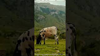 Cow | Animals #shorts #wildlife #cow