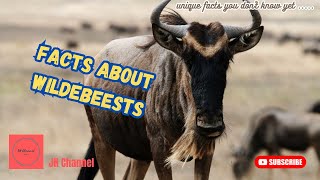 9 Interesting Facts about Wildebeests, Unique facts you don't know yet…