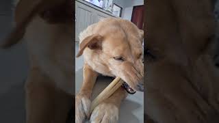 กินข้าวหลามกันไหมค่ะพี่ๆ #youtubeshorts #animals #pets #dog #หมา #viral #yummy #cute #love