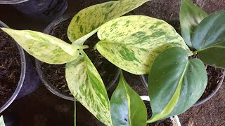 Propagation Day🌱💗| Sunday Duty💚 | ft. Reverted Syngonium Mojito, Marble Pothos and P. Brasil