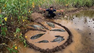 चिखलाचा फिश ट्रॅप,शेतात पकडले भरपूर मासे, Amazing mud fish trap catching many fishes in rice field