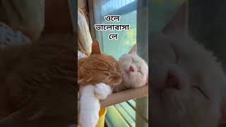 #cat #cats #catlover #explorebangladesh #foryou #fypシ゚viral