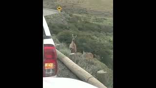 Um puma p3rs3gu3 um bebê guanaco pela Patagônia