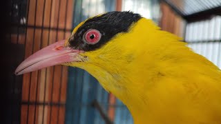 PENEMPATAN BURUNG KEPODANG LEBIH DARI SATU EKOR SEBAIKNYA BEDA TEMPAT AGAR BISA GACOR SEMUANYA