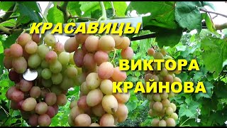 Виноградные красавицы В.  Н.  Крайнова