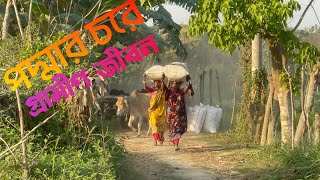 Bangladesh village scenery।। পদ্মার চরে এক বিকাল