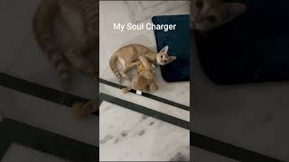 What is your recharge? My soul is charged being around them  #trendingshorts #viralvideo #catlovers