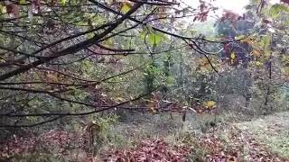 Porcini splendidi al 30 Ottobre.  Etna. Uscita bagnata uscita fortunata.