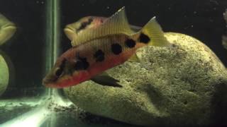 Hemichromis pair - WhipLash & Athena update 080416