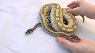 Ball Python Behavior: Feeding