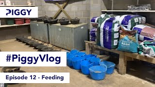 Feeding | Episode 12 | #PiggyVlog 2021 | Piggy March