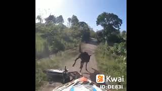 moto bate em cavalo