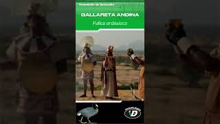 Gallareta andina - Humedales de Ventanilla