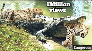 crocodile & cheetah || Big Fight