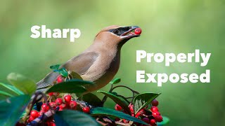 How to get SHARP and PROPERLY EXPOSED wildlife photos