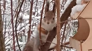 Малыш Бельчонок ❄⛄🌳🌲😋🌰🐿❤🐾⛄#белка #белочка #squirrel