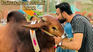 Faisalabad Mandi | Mandi vlog | Qurbani ka janwar | Eid ul Adha 2k22