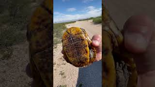 Box turtle crossing a W. Texas Lease Road can he make it over the pipe?