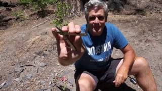 Sierra Backcountry Fishing Tips