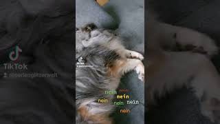 nein🐾nein🐾nein #dogvideo #sheltie #teddy #lieblingshund #dog #seelenhund #hund #nein #gemütlich