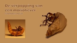 Verpopping van een moriokever