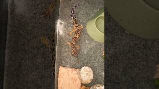 Feeding our leopard gecko live crickets #leopardgecko #livefeeding #reptiles