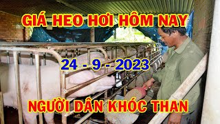 Giá Heo Hơi Hôm Nay 24-9: Thị Trường Vẫn Tiếp Tục Giảm Trong Tuần Sau | #NóngPlus