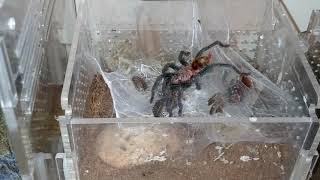 Adam's Tarantulas feeding day 2/9/20