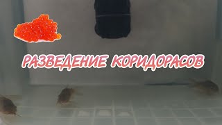 РАЗВЕДЕНИЕ ЗОЛОТИСТОГО КОРИДОРАСА. ЛИЧНЫЙ ОПЫТ.