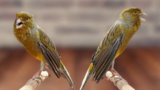 Other canaries immediately heard the sound of this canary