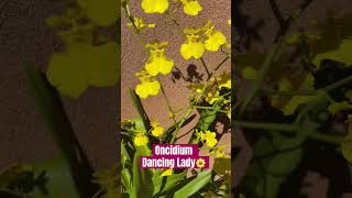 ✅Orquídea Oncidium👀🌱🌼#shorts#orchids#beautiful #flowers#fall#collection#viralvideo