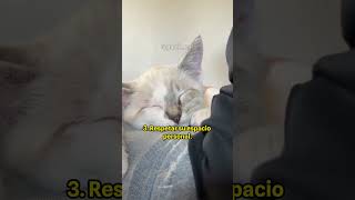 3 Cosas que hacen los gatos para poner a prueba cuantos los respetas  #cat #shorts