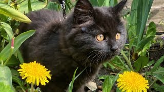 cats' approval is the highest form of compliment// cat_4k_hd.