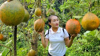 Harvesting gac fruit goes to market sell - Animal care | Ly Thi Tam