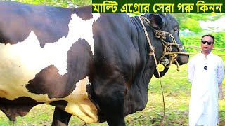 গাজীপুর মাল্টি এগ্রো থেকে সেরা গরু কিনুন cow farm