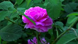 The Wonderful Roses And Flowers,Japan 4k Video,Beautiful Relaxing Music#flowers#rosé #viral