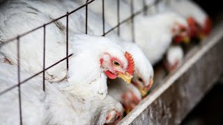 Logiciel de formulation alimentaire pour les poulets de chair avec intégration de la limite d'inc...