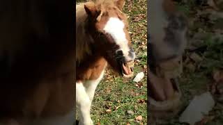 A big yawn for Monday.. 🥱 🐴  #shorts #minihorse