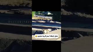 واقعا اسم گربه مجیده😂😂