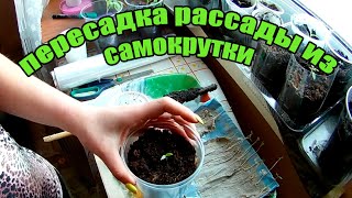 Пересадка рассады из самокрутки в грунт. Как пересадить рассаду баклажан из самокрутки.