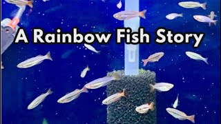 A Rainbow Fish Story - The Truth about my Juvenile Rainbows!